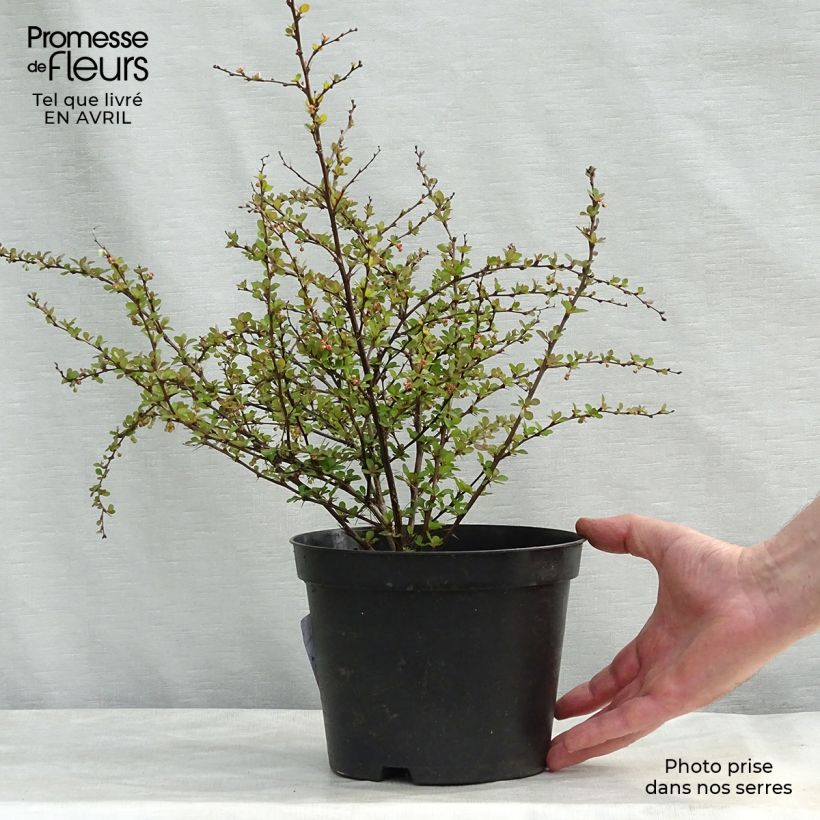 Exemplaar van Berberis thunbergii Natasza - Japanse berberis Pot van 2 l/3 l zoals geleverd in de lente