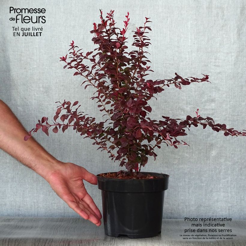 Exemplaar van Berberis thunbergii Orange Rocket - Japanse berberis Pot van 3 l/4 l zoals geleverd in de zomer