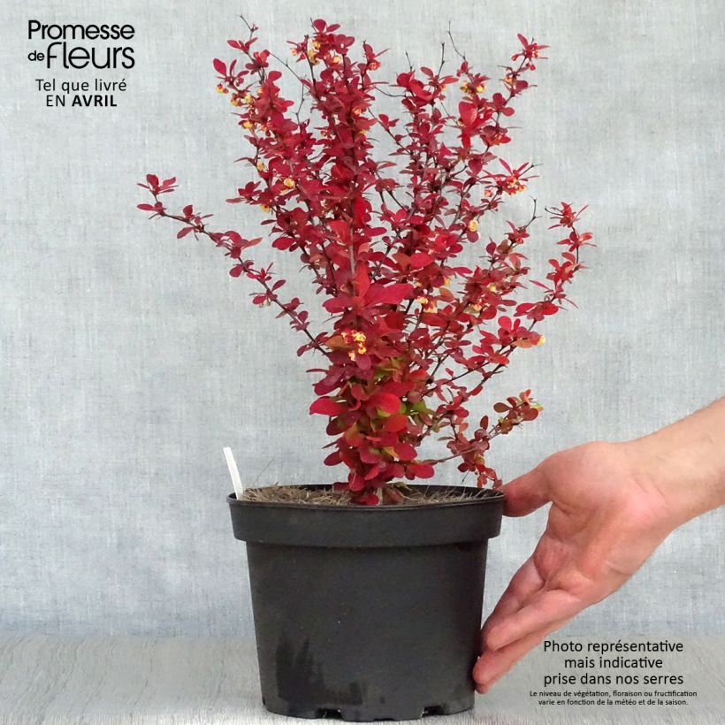 Exemplaar van Berberis thunbergii Orange Rocket - Japanse berberis Pot van 3 l/4 l zoals geleverd in de lente