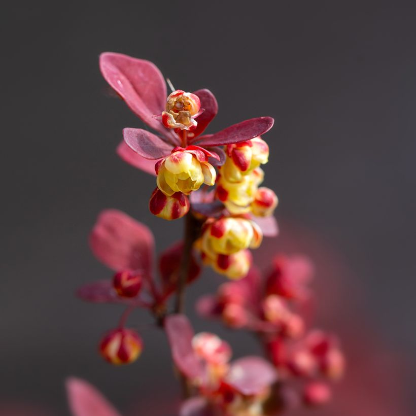 Berberis thunbergii Orange Rocket - Japanse berberis (Bloei)