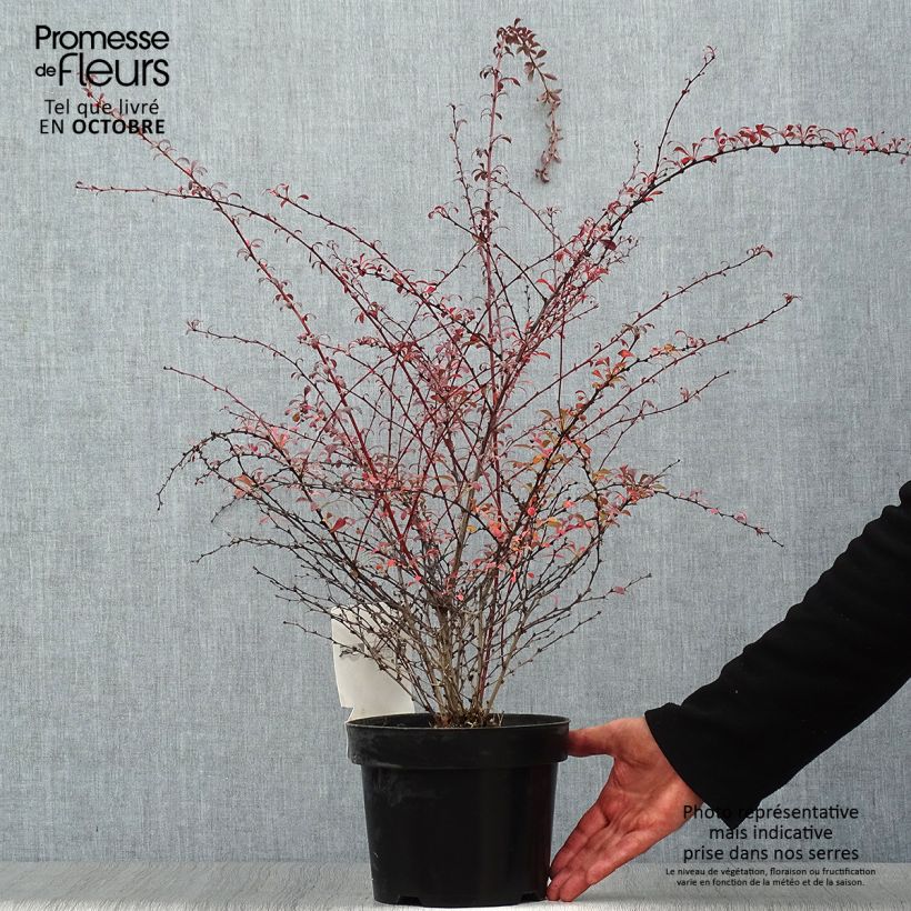 Exemplaar van Berberis thunbergii Red Dream - Japanse berberis Pot van 3 l/4 l zoals geleverd in de herfst