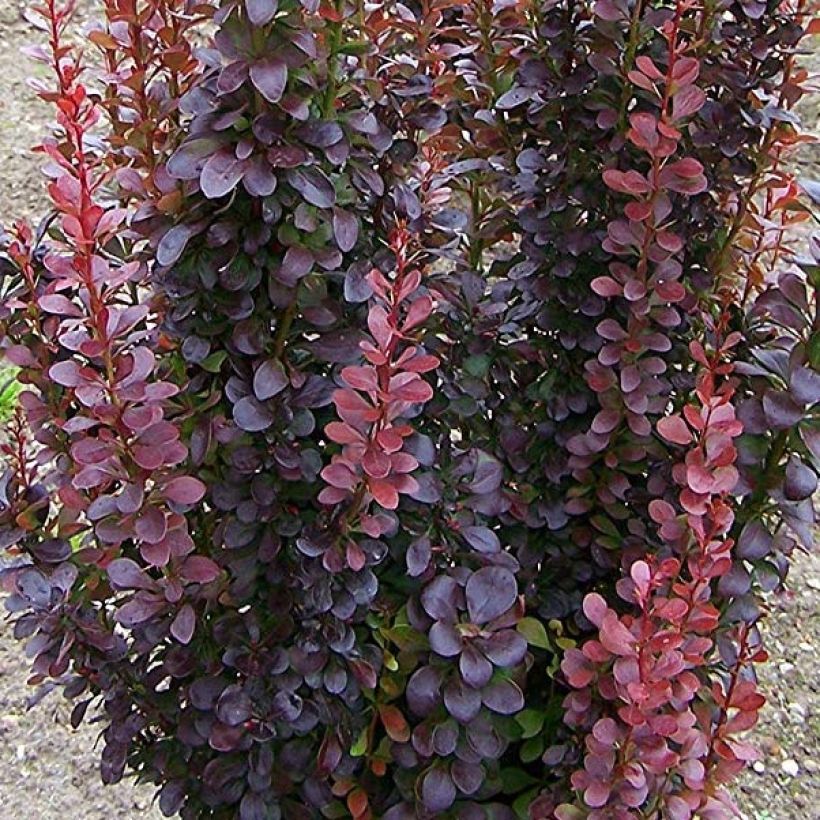 Berberis thunbergii Red Rocket - Japanse berberis (Blad)