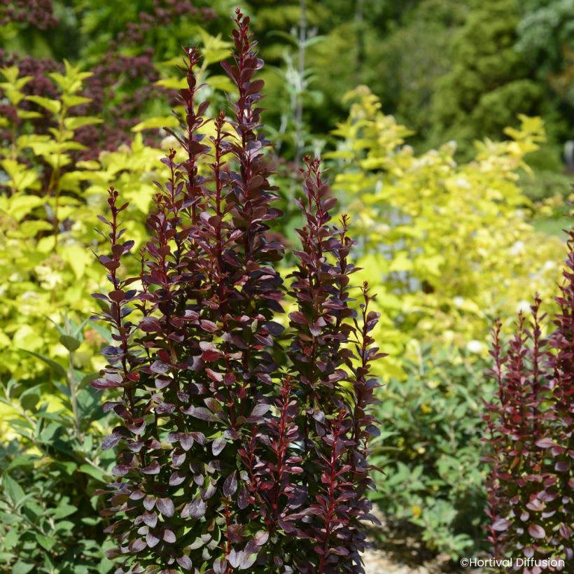 Berberis thunbergii Red Torch - Japanse berberis (Groeiplaats)