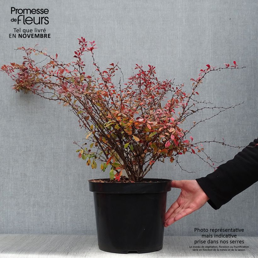 Exemplaar van Berberis thunbergii Rosy Glow - Japanse berberis Pot van 7,5 l/10 l zoals geleverd in de herfst