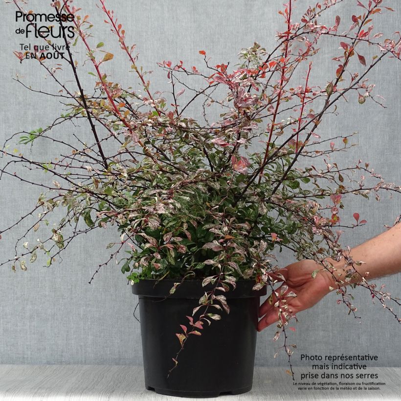 Exemplaar van Berberis thunbergii Rosy Glow - Japanse berberis Pot van 7,5 l/10 l zoals geleverd in de zomer