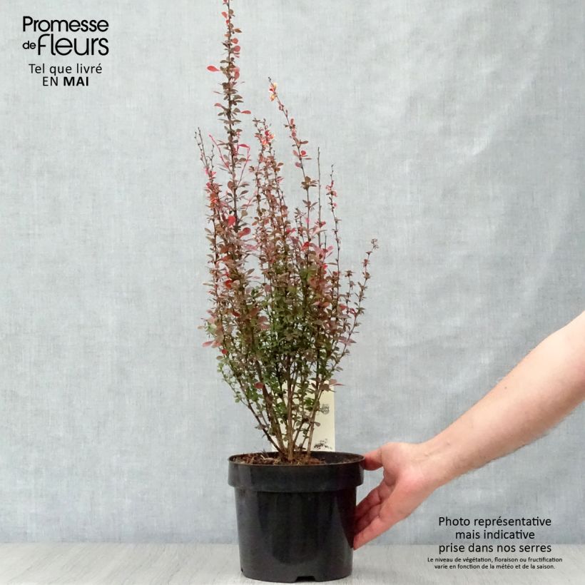 Exemplaar van Berberis thunbergii Rosy Rocket - Japanse berberis Pot van 2 l/3 l zoals geleverd in de lente