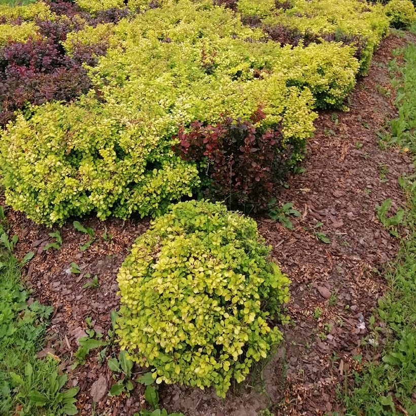 Berberis thunbergii Tiny Gold - Japanse berberis (Groeiplaats)