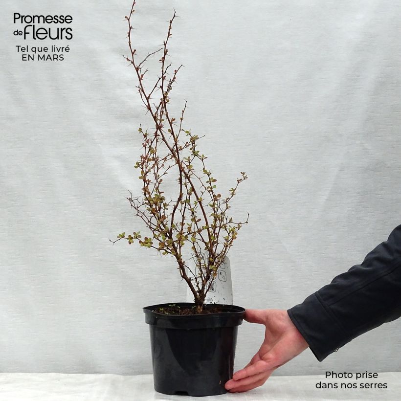 Exemplaar van Berberis thunbergii Atropurpurea - Japanse berberis Pot van 2 l/3 l zoals geleverd in de lente