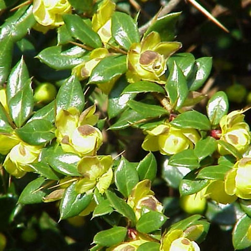 Berberis verrucosa - Zuurbes (Bloei)