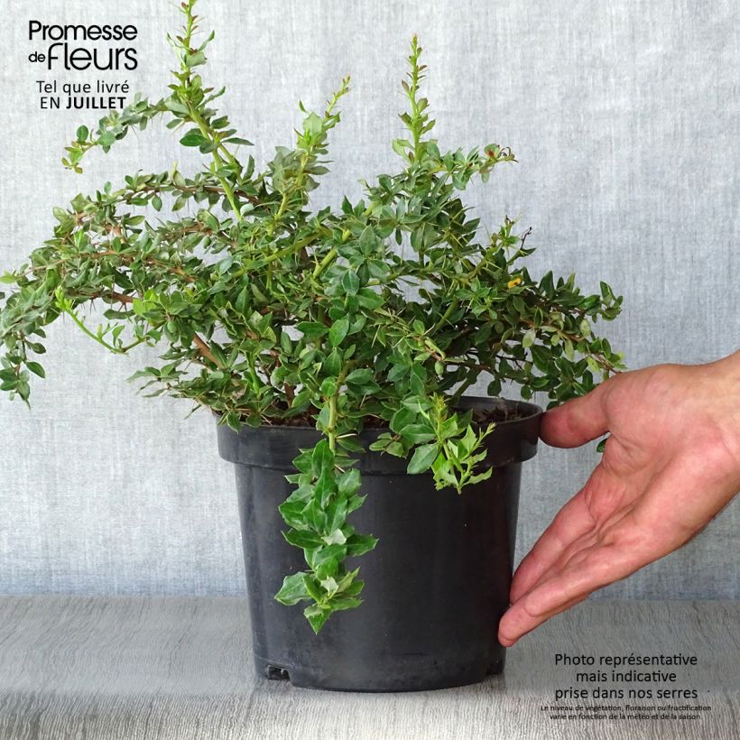 Exemplaar van Berberis verrucosa - Zuurbes Pot van 2 l/3 l zoals geleverd in de zomer