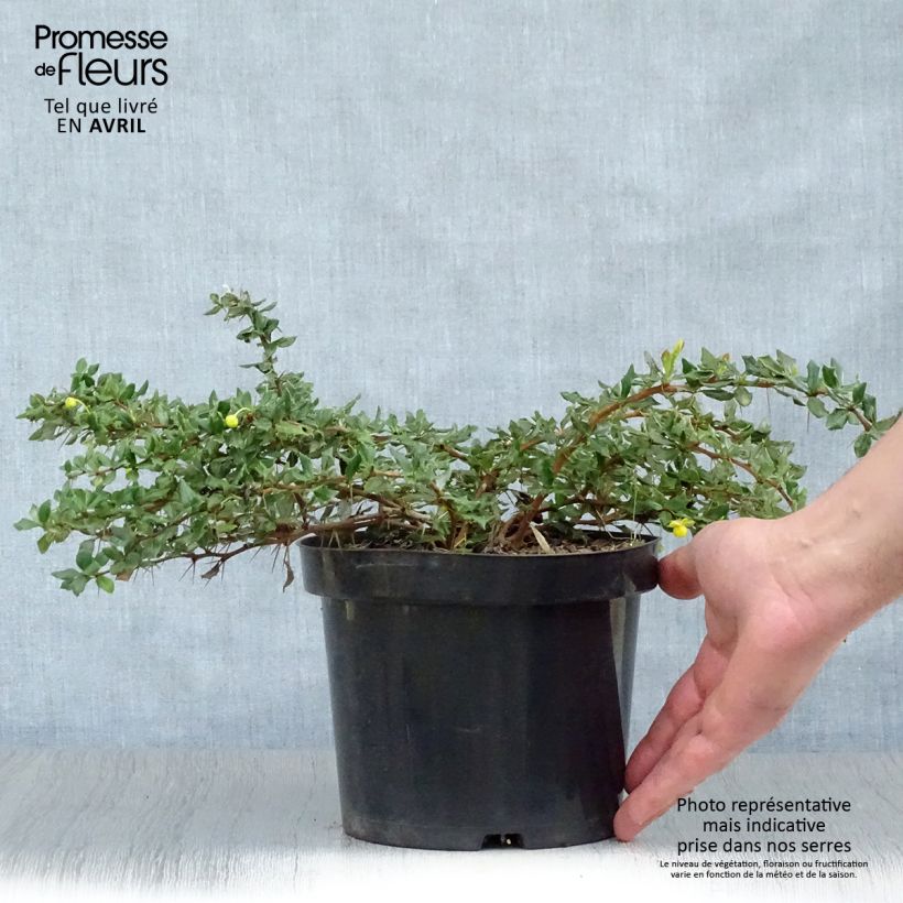 Exemplaar van Berberis verrucosa - Zuurbes Pot van 2 l/3 l zoals geleverd in de lente
