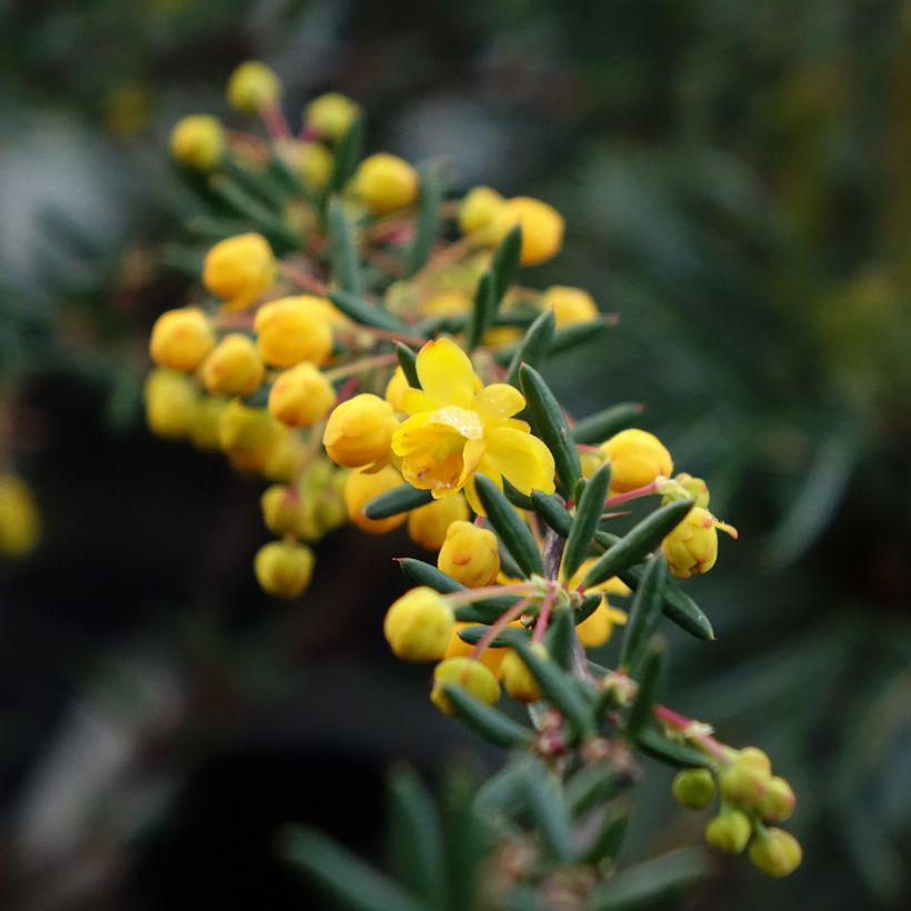 Berberis stenophylla - Zuurbes (Bloei)
