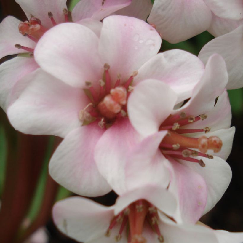 Bergenia Baby Doll - Schoenlappersplant (Bloei)