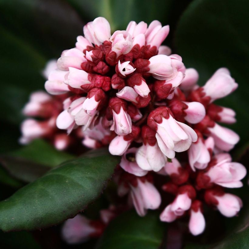 Bergenia Bach - Schoenlappersplant (Bloei)