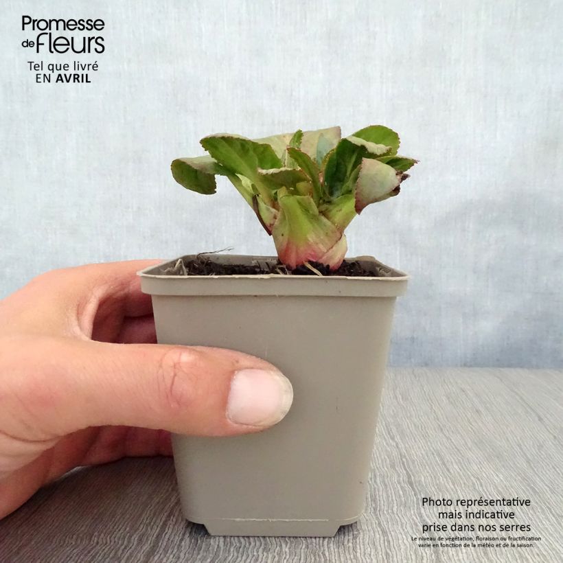 Exemplaar van Bergenia Bach - Schoenlappersplant Kweekpotje van 8/9 cm zoals geleverd in de lente