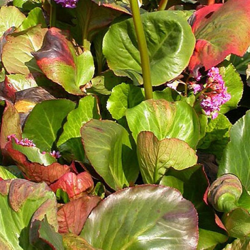 Bergenia cordifolia Bartok - Schoenlappersplant (Blad)