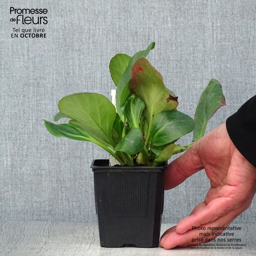 Exemplaar van Bergenia cordifolia Bartok - Schoenlappersplant Kweekpotje van 8/9 cm zoals geleverd in de herfst
