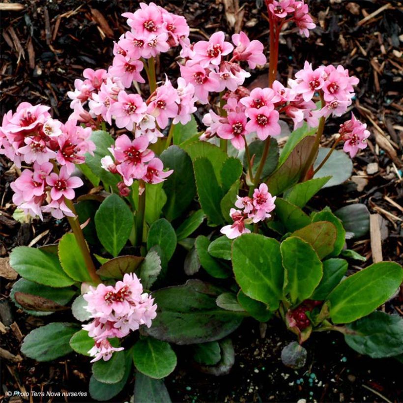 Bergenia Pink Dragonfly - Schoenlappersplant (Blad)
