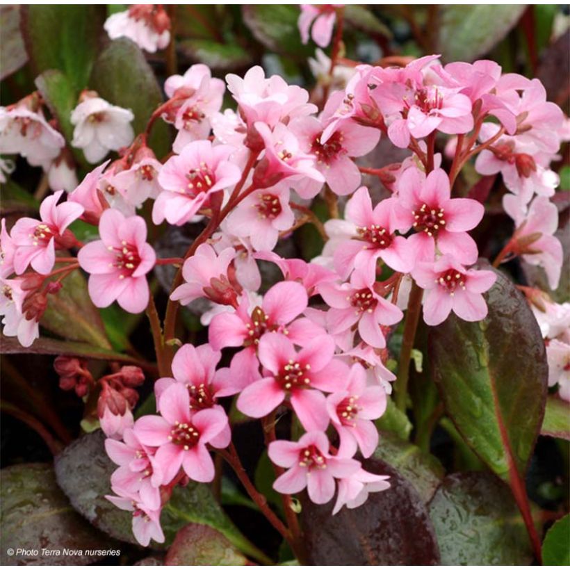Bergenia Pink Dragonfly - Schoenlappersplant (Bloei)