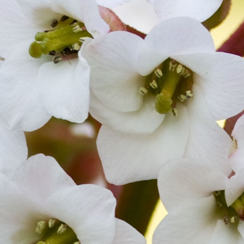 Bergenia Bressingham White - Schoenlappersplant (Bloei)
