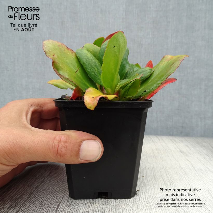 Exemplaar van Bergenia Bressingham White - Schoenlappersplant Kweekpotje van 8/9 cm zoals geleverd in de zomer