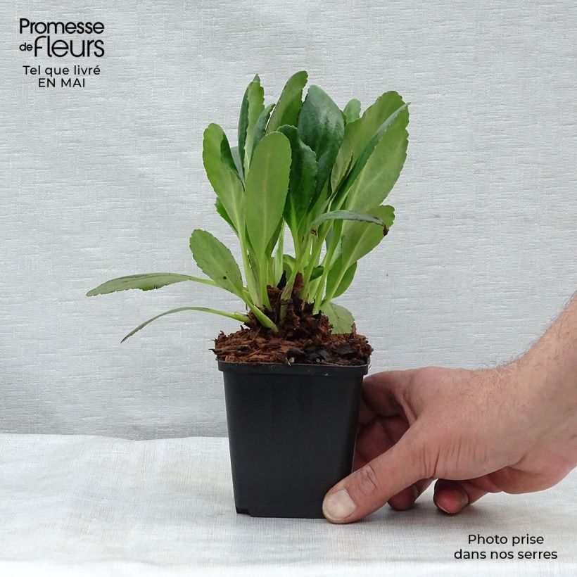 Exemplaar van Bergenia Dragonfly Angel Kiss - Schoenlappersplant Kweekpotje van 8/9 cm zoals geleverd in de lente