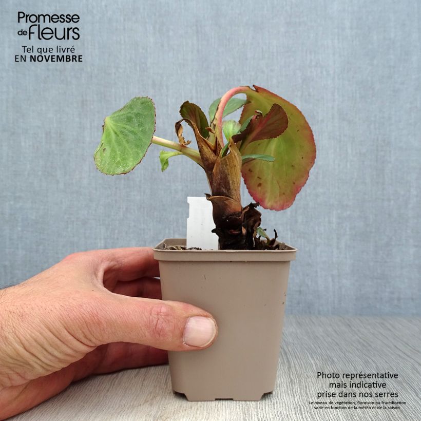 Exemplaar van Bergenia cordifolia Dragonfly Sakura - Schoenlappersplant Kweekpotje van 8/9 cm zoals geleverd in de herfst