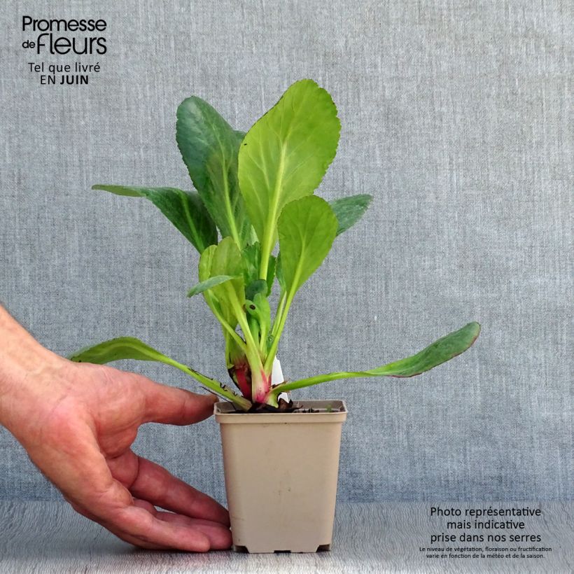 Exemplaar van Bergenia cordifolia Dragonfly Sakura - Schoenlappersplant Kweekpotje van 8/9 cm zoals geleverd in de zomer