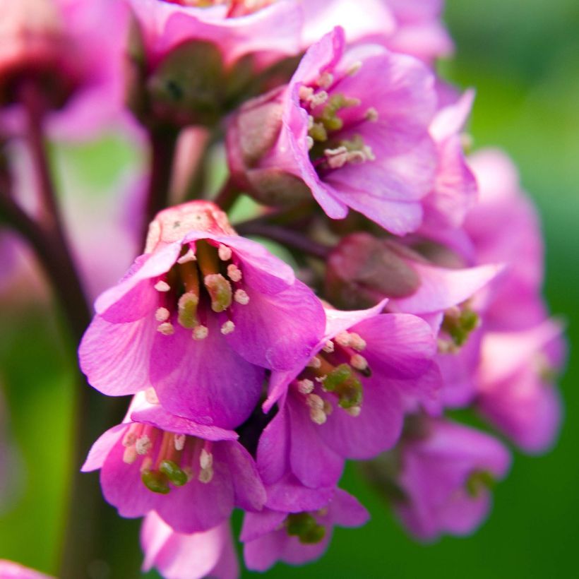 Bergenia Edens Dark Magic - Schoenlappersplant (Bloei)