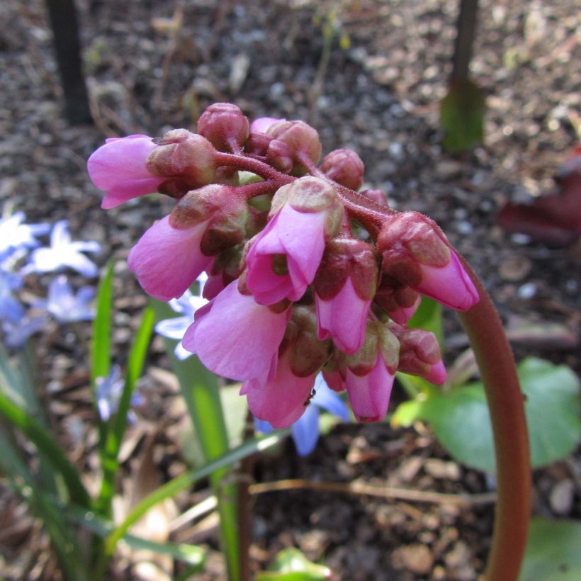Bergenia Edens Magic Giant - Schoenlappersplant (Bloei)
