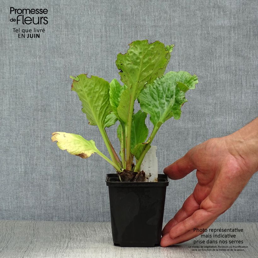 Exemplaar van Bergenia Edens Dark Magic - Schoenlappersplant Kweekpotje van 8/9 cm zoals geleverd in de zomer