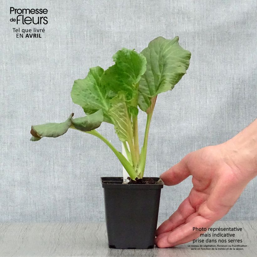 Exemplaar van Bergenia Edens Dark Magic - Schoenlappersplant Kweekpotje van 8/9 cm zoals geleverd in de lente