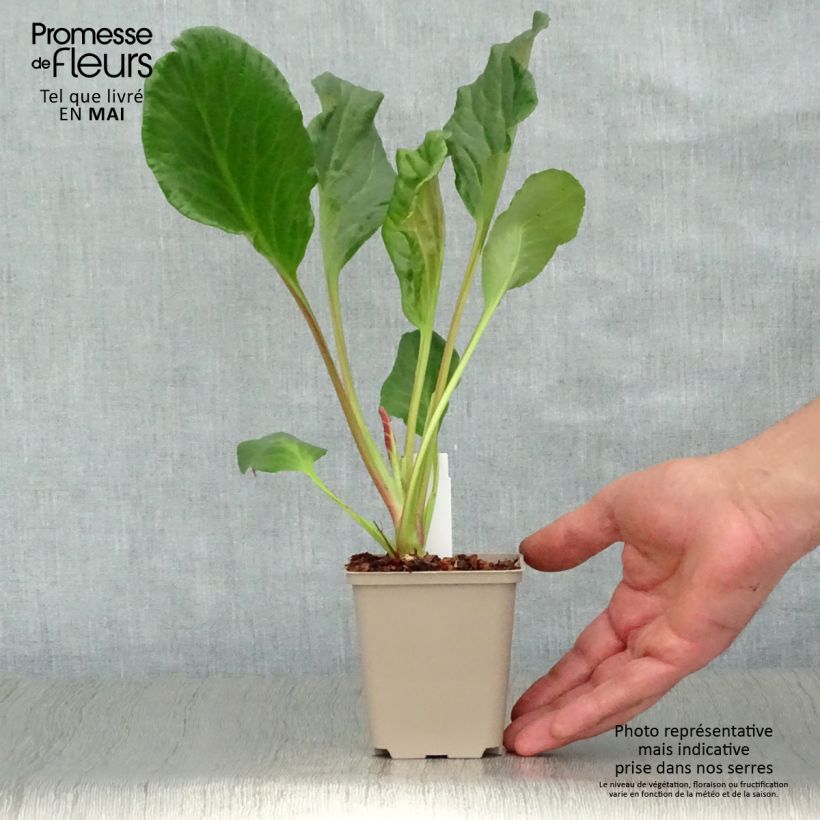 Exemplaar van Bergenia Edens Magic Giant - Schoenlappersplant Kweekpotje van 8/9 cm zoals geleverd in de lente