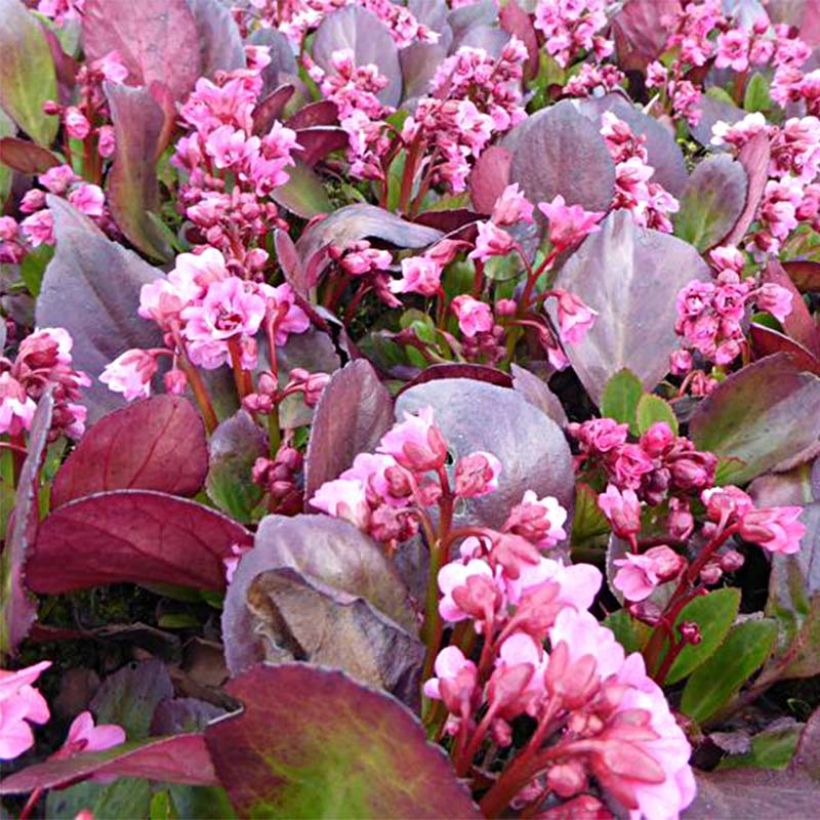 Bergenia cordifolia Flirt - Schoenlappersplant (Bloei)