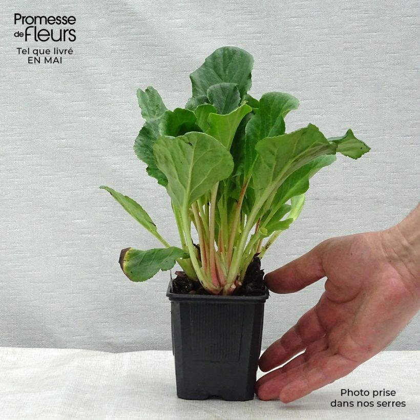 Exemplaar van Bergenia Abendglut - Schoenlappersplant Kweekpotje van 8/9 cm zoals geleverd in de lente