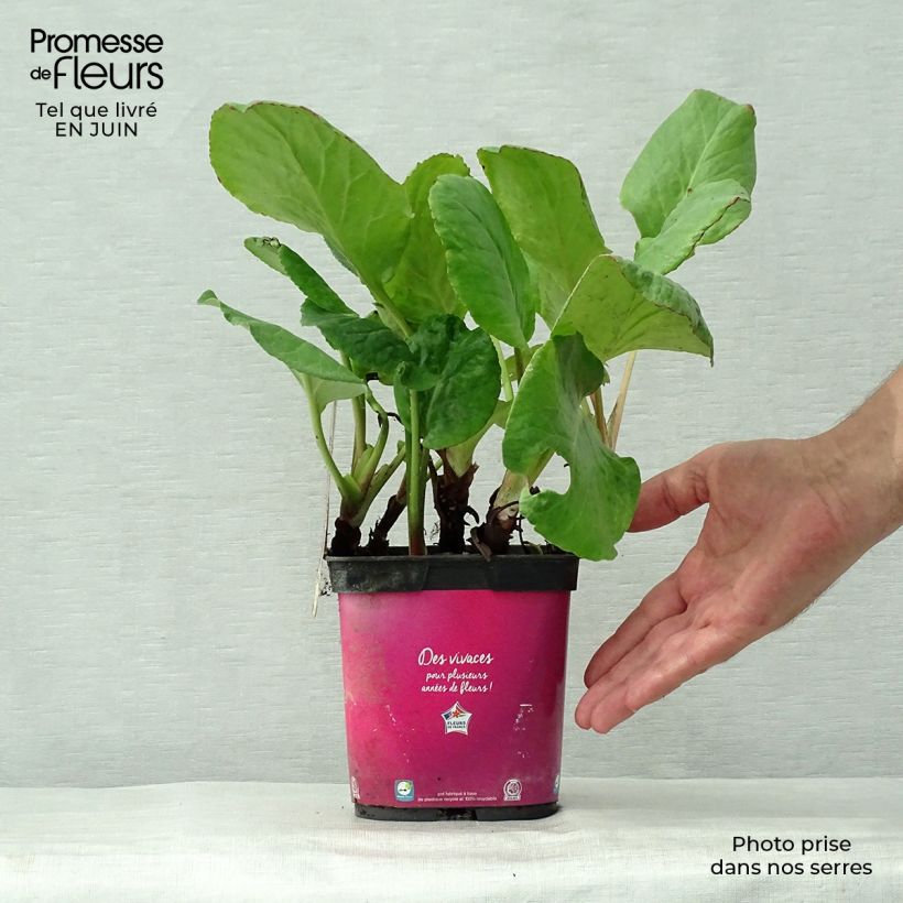 Exemplaar van Bergenia Abendglut - Schoenlappersplant Pot van 2 l/3 l zoals geleverd in de zomer
