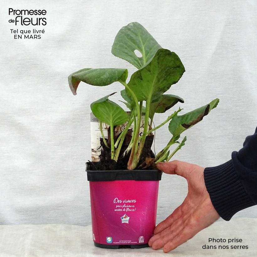 Exemplaar van Bergenia Abendglut - Schoenlappersplant Pot van 2 l/3 l zoals geleverd in de lente