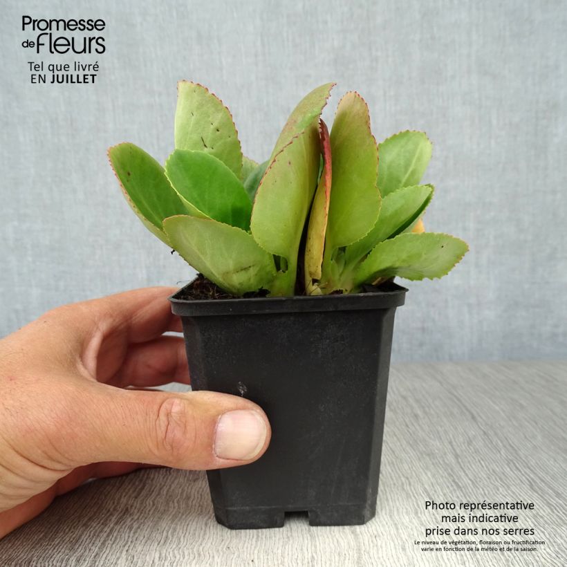 Exemplaar van Bergenia Baby Doll - Schoenlappersplant Kweekpotje van 8/9 cm zoals geleverd in de zomer