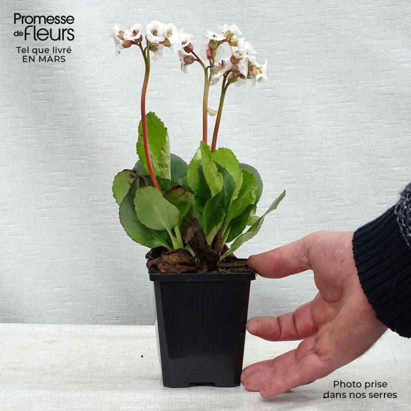 Exemplaar van Bergenia Jelle - Schoenlappersplant Kweekpotje van 8/9 cm zoals geleverd in de lente