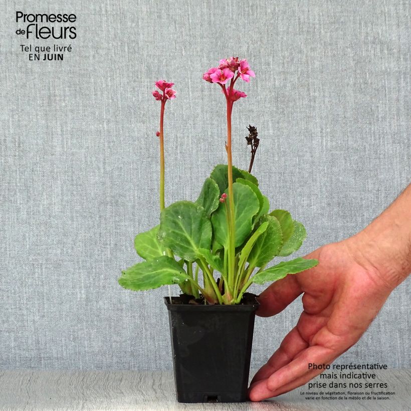 Exemplaar van Bergenia cordifolia Morgenrote - Schoenlappersplant Kweekpotje van 8/9 cm zoals geleverd in de zomer