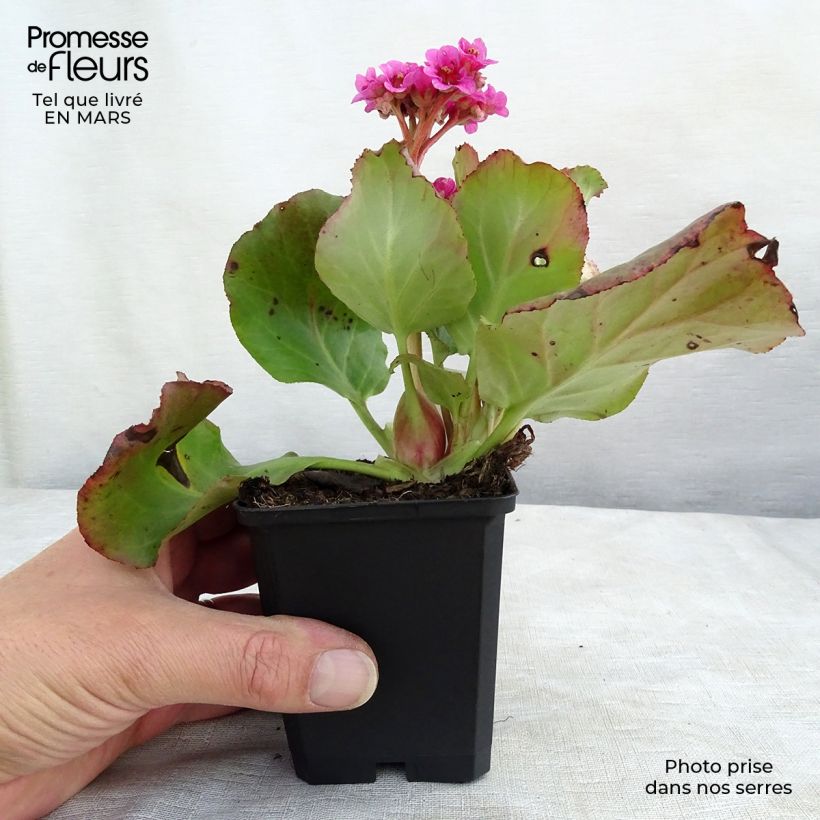 Exemplaar van Bergenia cordifolia Morgenrote - Schoenlappersplant Kweekpotje van 8/9 cm zoals geleverd in de lente