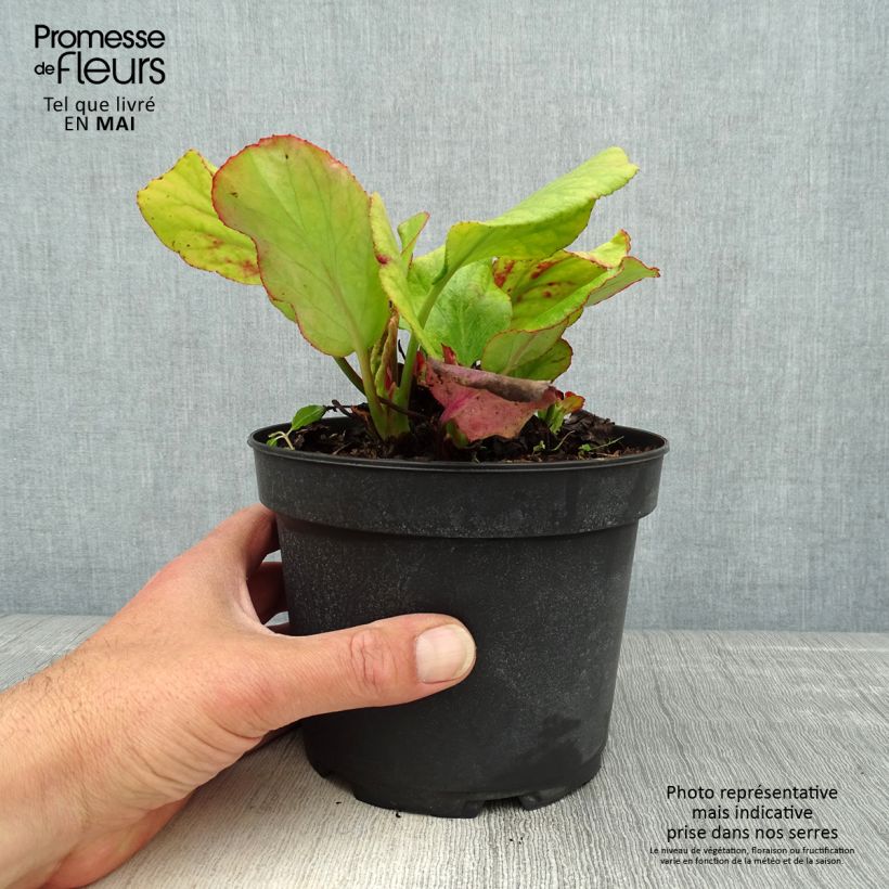 Exemplaar van Bergenia cordifolia Morgenrote - Schoenlappersplant Pot van 2 l/3 l zoals geleverd in de lente