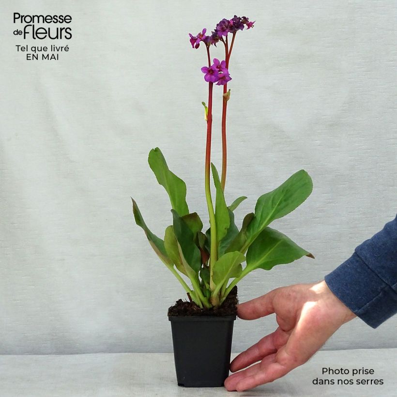 Exemplaar van Bergenia Ouvertüre - Schoenlappersplant Kweekpotje van 8/9 cm zoals geleverd in de lente