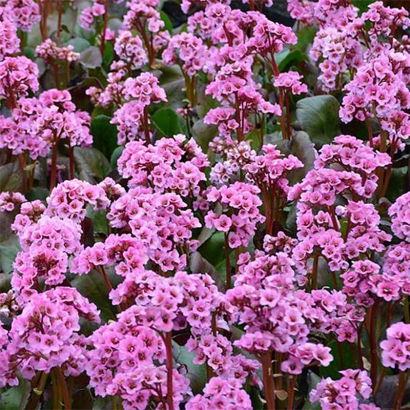 Bergenia Spring Fling - Schoenlappersplant (Bloei)