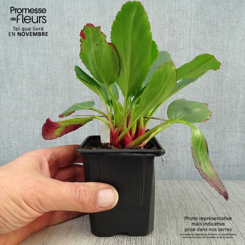 Exemplaar van Bergenia Spring Fling - Schoenlappersplant Kweekpotje van 8/9 cm zoals geleverd in de herfst