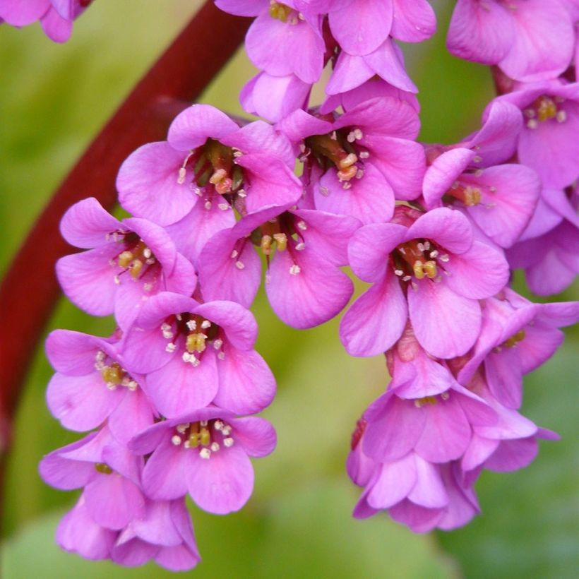 Bergenia Winterglut - Schoenlappersplant (Bloei)