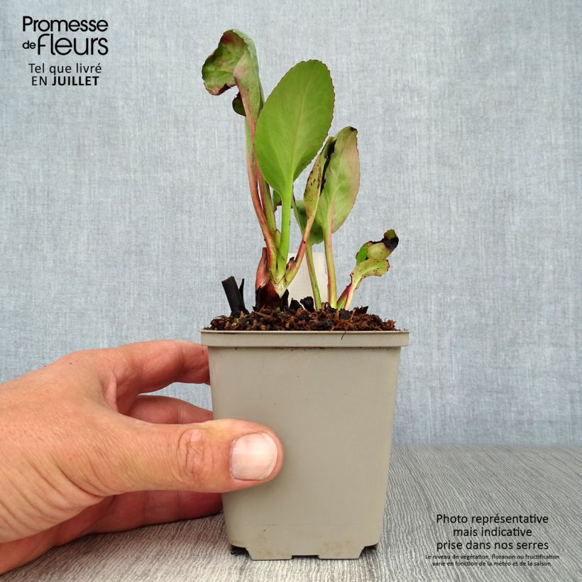 Exemplaar van Bergenia Winterglut - Schoenlappersplant Kweekpotje van 8/9 cm zoals geleverd in de zomer