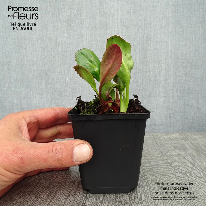 Exemplaar van Bergenia Wintermarchen - Schoenlappersplant Kweekpotje van 8/9 cm zoals geleverd in de lente