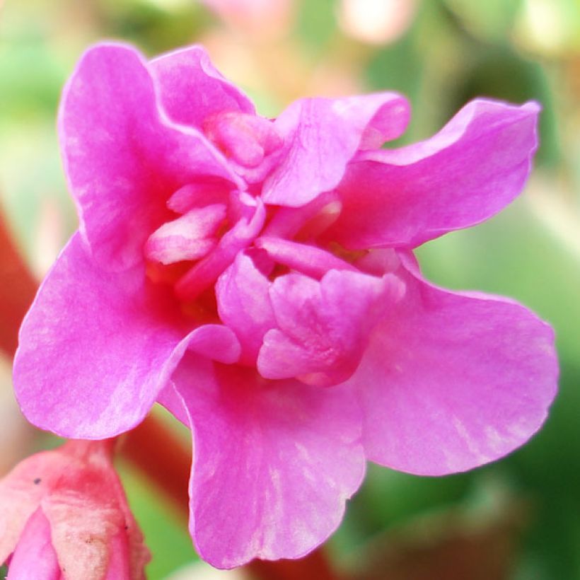 Bergenia cordifolia - Schoenlappersplant (Bloei)