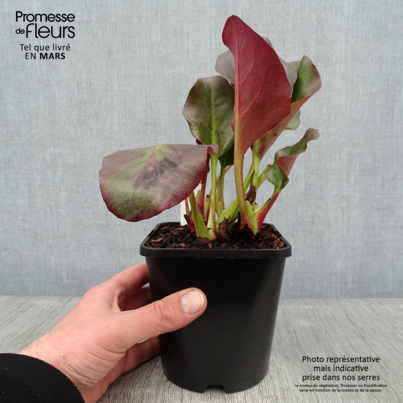 Exemplaar van Bergenia cordifolia Eroïca - Schoenlappersplant Pot van 1,5 l/2 l zoals geleverd in de winter